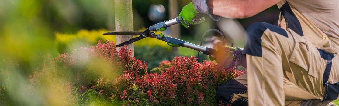 NDIS lawn mowing Sydney by Mercy Life Care